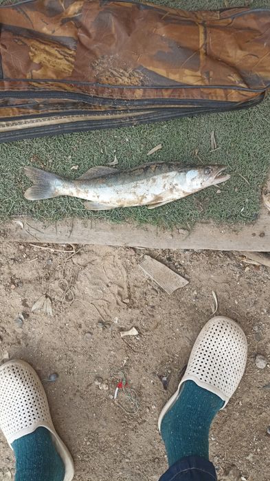 ірі бершиктер бар свежыи