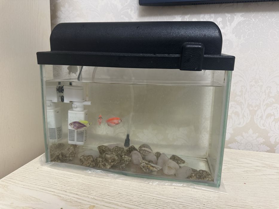 Аквариум домашний