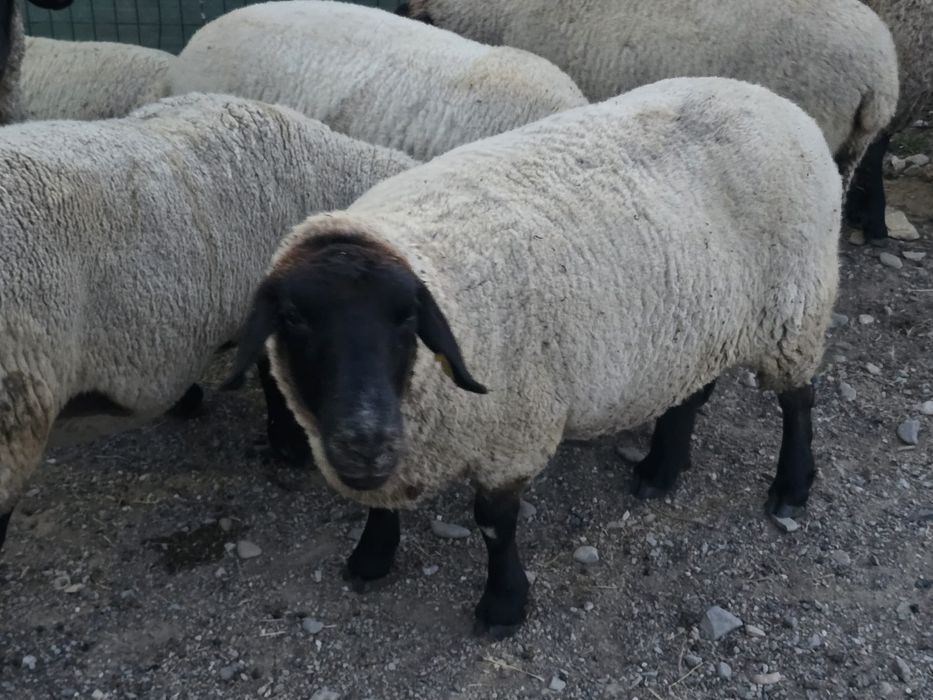 Oi si miei Suffolk