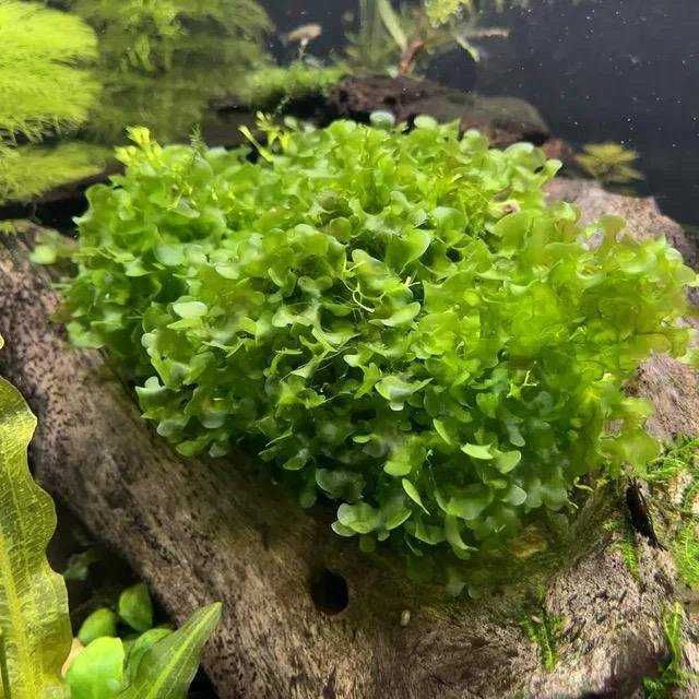 Мох ламариопсис не прихотливый для аквариума прирастает к корягам