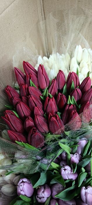 Тюльпаны опт и розница 450 тг