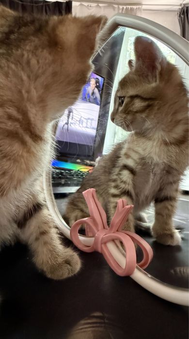 Котята ищут любящих хозяев