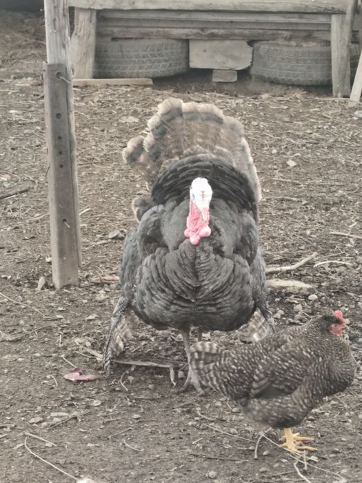 Индюк домашний  на племя