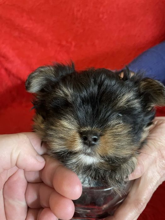 Здравейте продавам три малки Йоркита