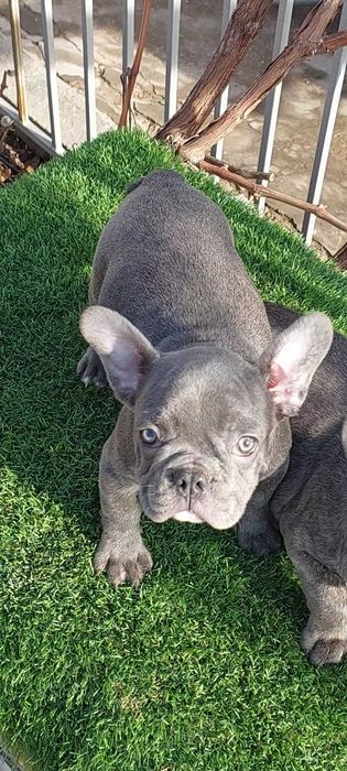 Милые французики