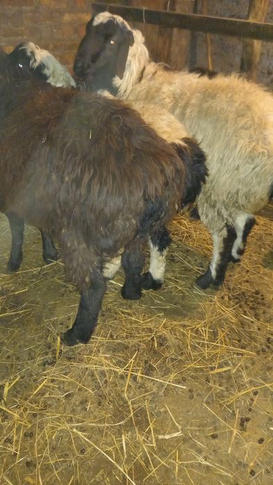 Баран кошкарик на развод