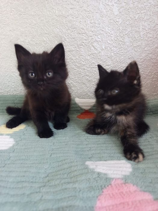 Котята мальчик и девочка