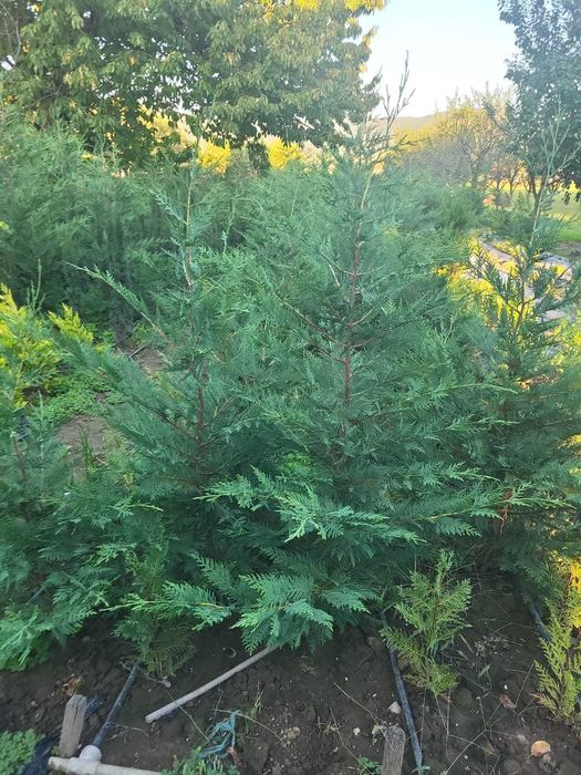 Plante ornamentale Seini/ leylandi