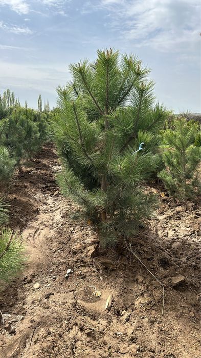 Автополив - газон