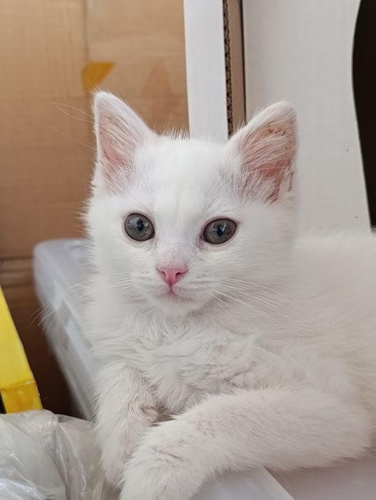 Ищу дом для котика и мамы-кошки