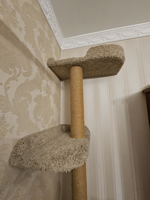 Угловой комплекс когтеточка