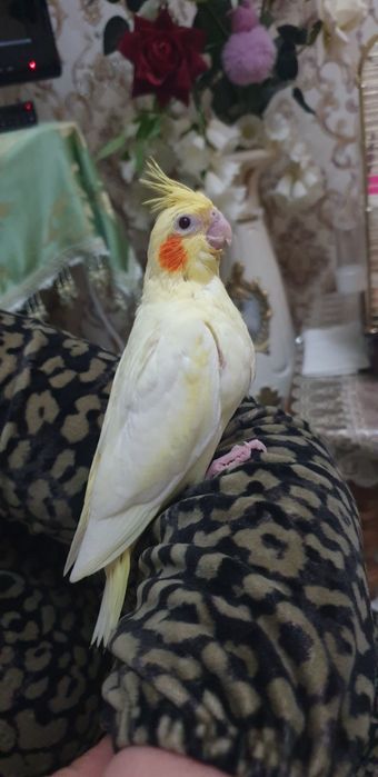 Karello  ruchnoy 1 oylik