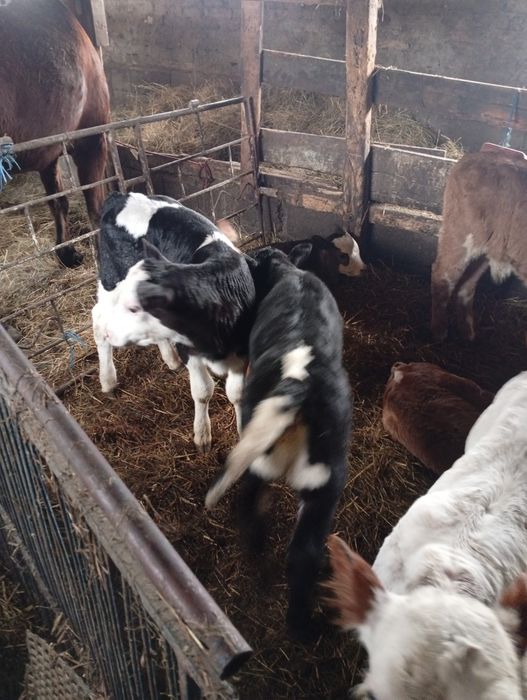 De vânzare tăurași