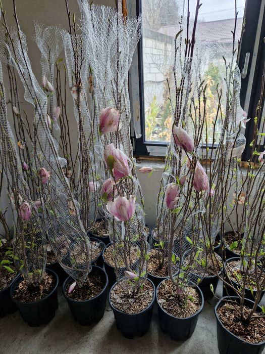 Plante cu flori (camelya japonya)