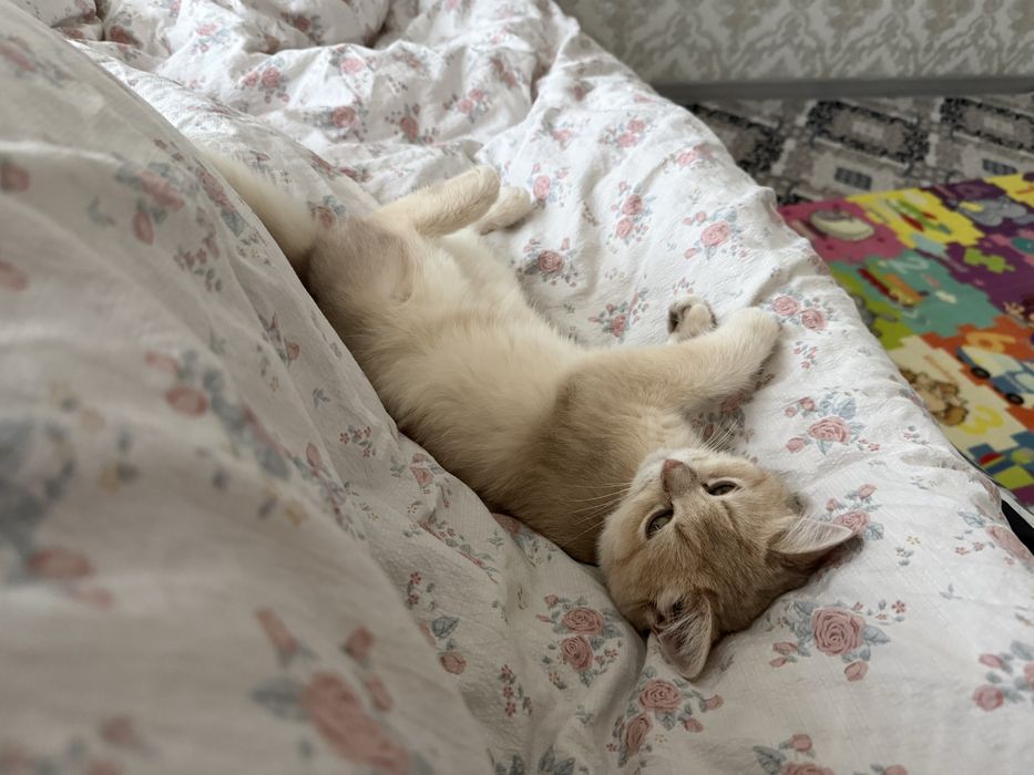 Кот , шотландская шиншила