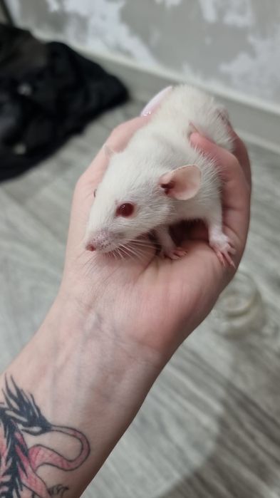 Продам 3 крыс девочек с клеткой в одни руки