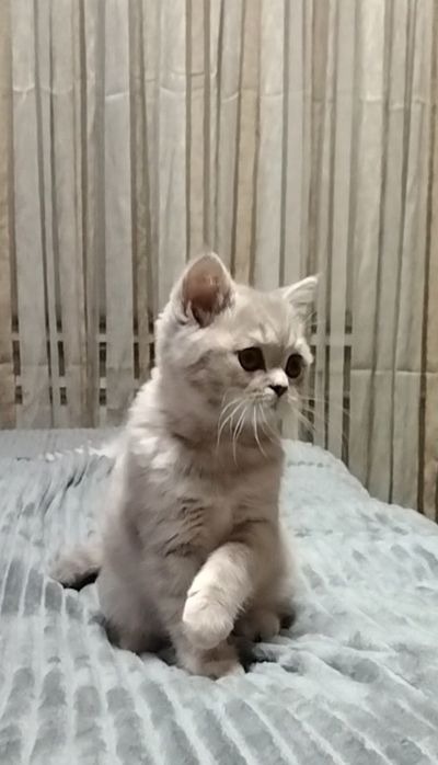 Шикарная девочка, шоу класса.