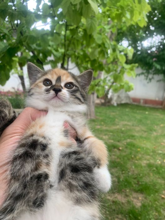 Домашние кошечки