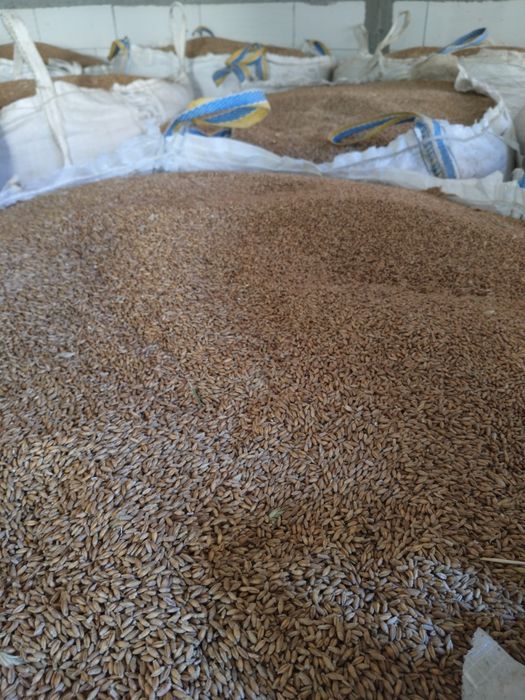 Triticale de vânzare