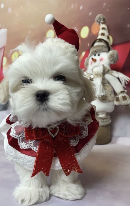 Щенки  элитные мальтезе