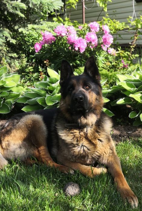 Кобель, четыре года