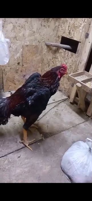 Дакан убийца, хороший. Срочно.