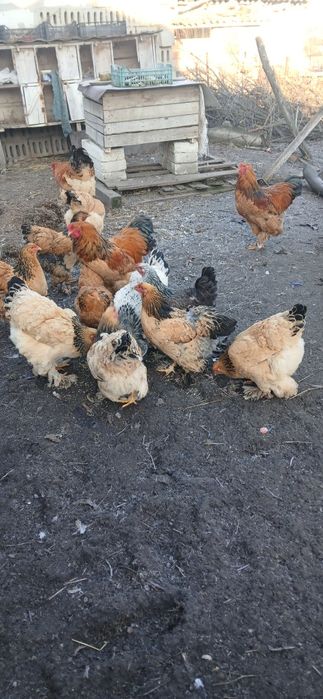 Ouă de găini brahma