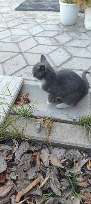 Отдаем котенка в хорошие руки