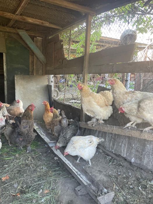 Продам кур и петухов