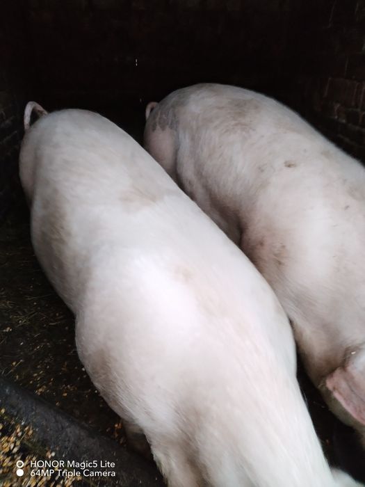 Свободно прасе,около 70 кг