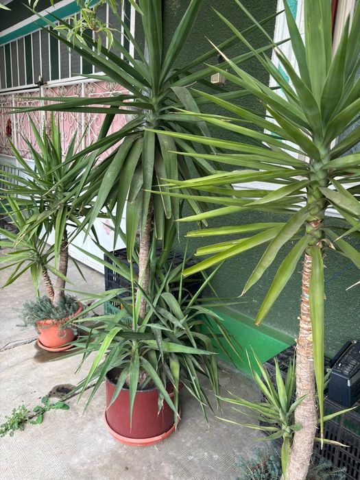 Vand plante Yucca