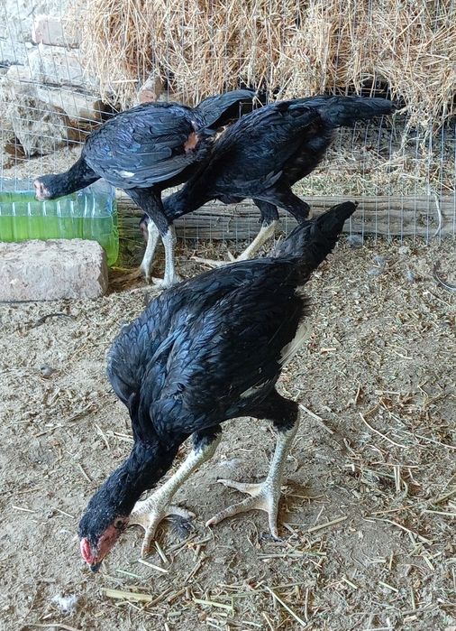 Ганой корея  жужалар