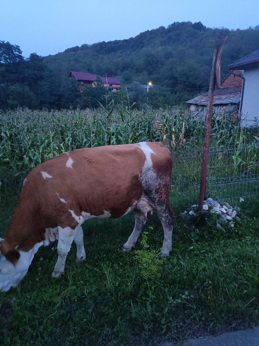 Vând vaca cu lapte