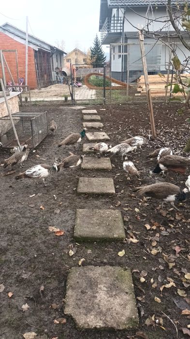 Pauni rate mandarine, caroline, pitica olandeza.