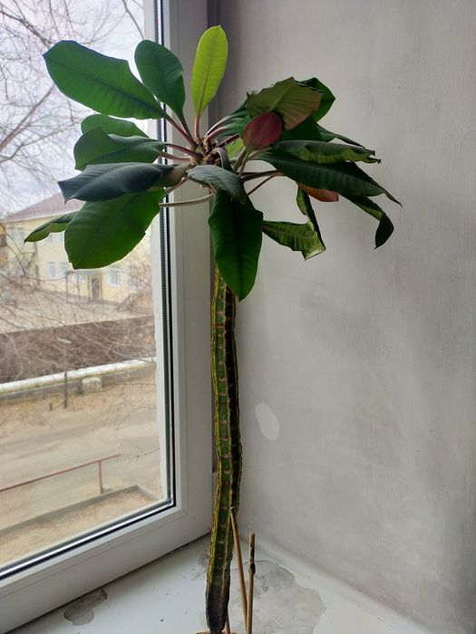 Молочай высокий 80 см.