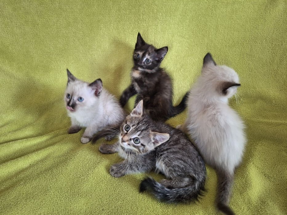 Котята в добрые руки.