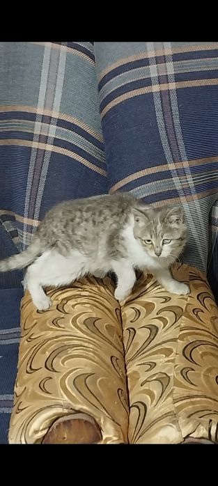 Отдам 3х котят !