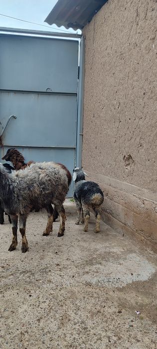 Ona bola qoʻylar sotiladi