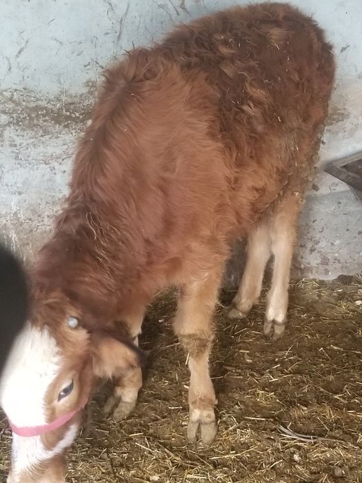 Гуножинлар ва койлар сотилади