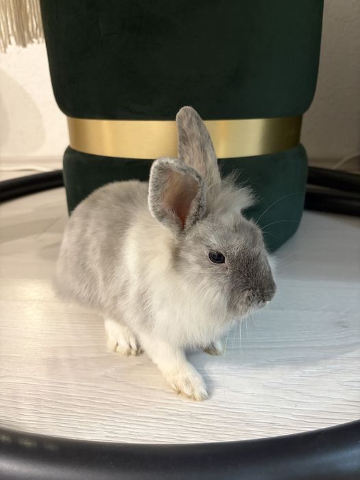 Donez/Adoptie iepuras Cap de Leu