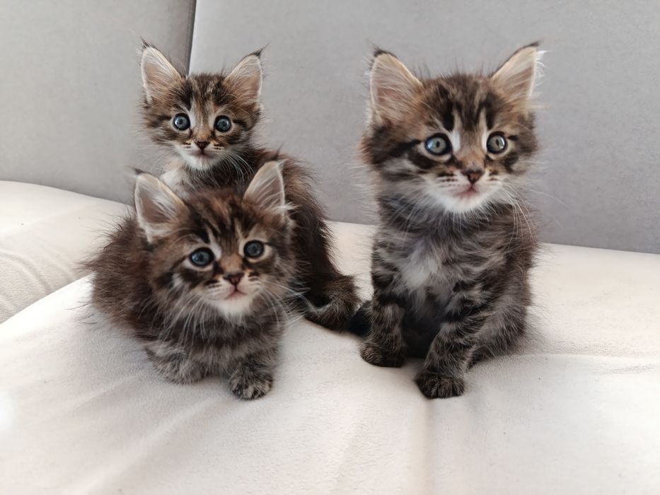 Ласковые котятки