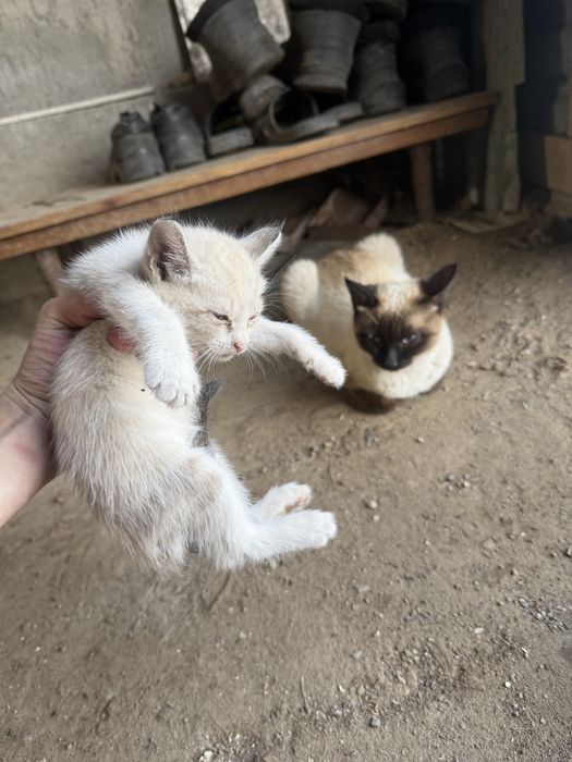 Отдам добрые руки