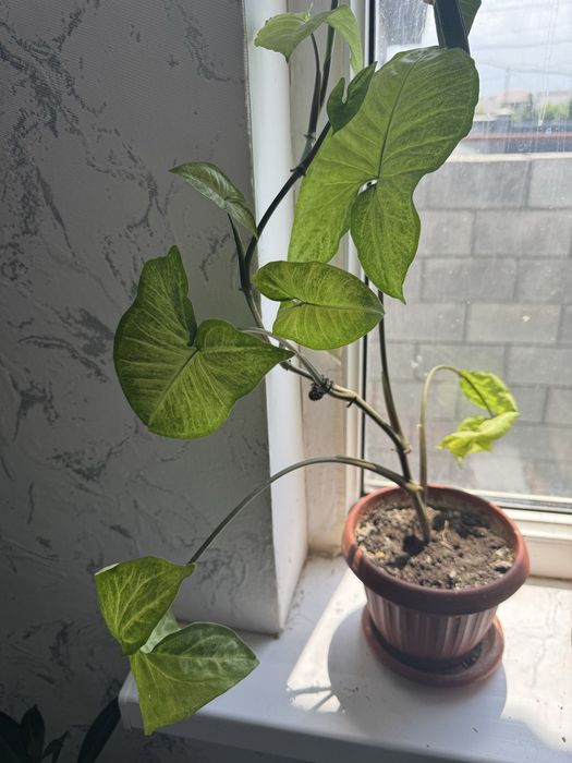 Цветы домашние растения