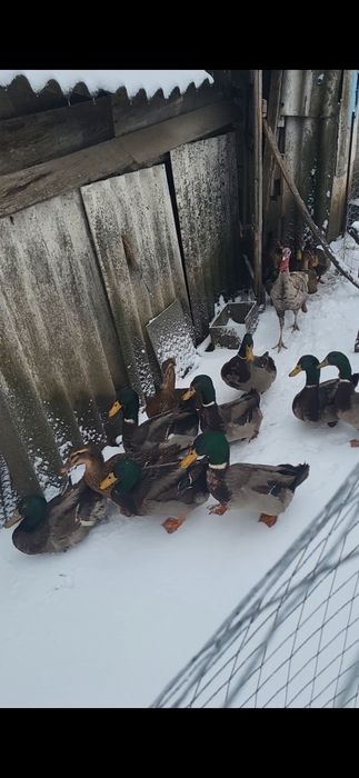 Rate rouen sălbatic