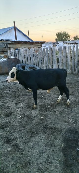 Продам бычков 8 месяцев, на доращивание.