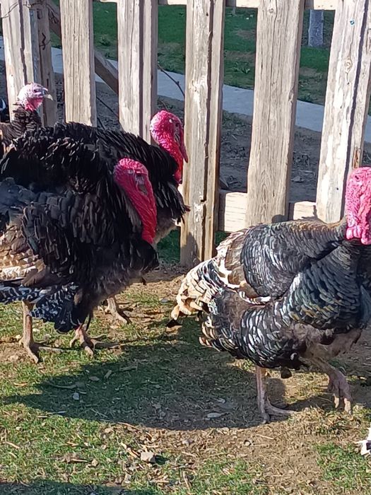 Индюктер сатылады 2 штук