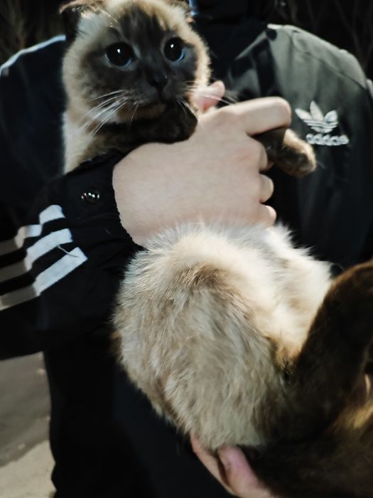 Срочно!!маленькая кошечка ищет дом!!!