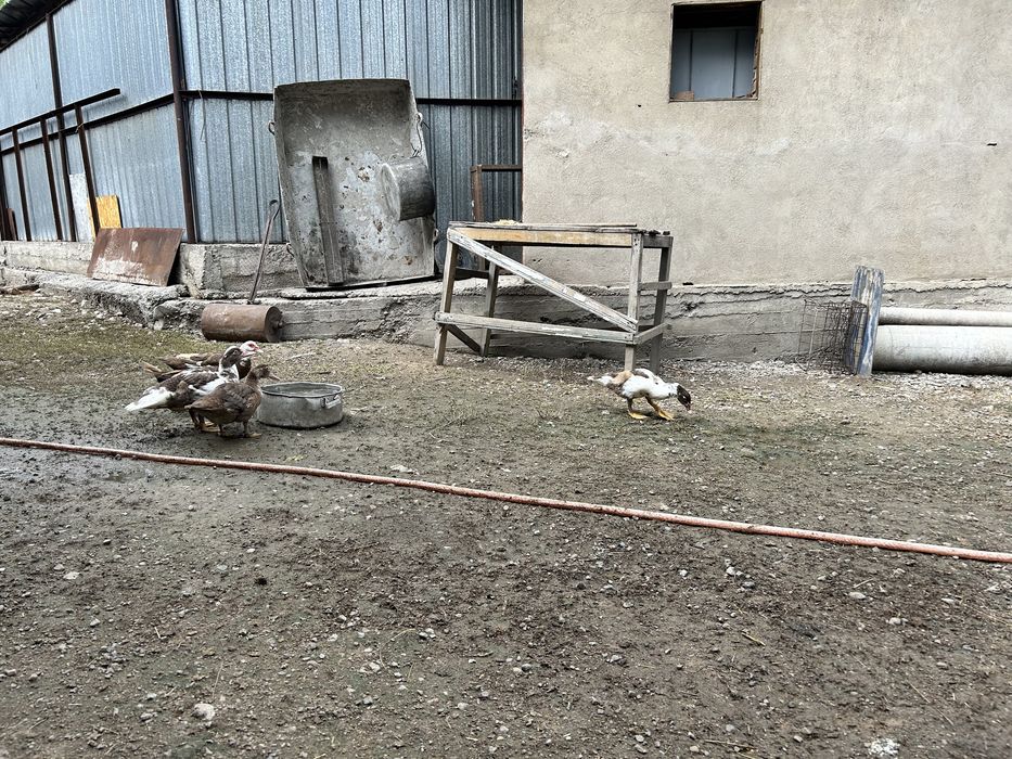 Продаются индоутки