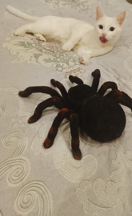 Отдам кошку ангорку в хорошие руки. Глаза голубые