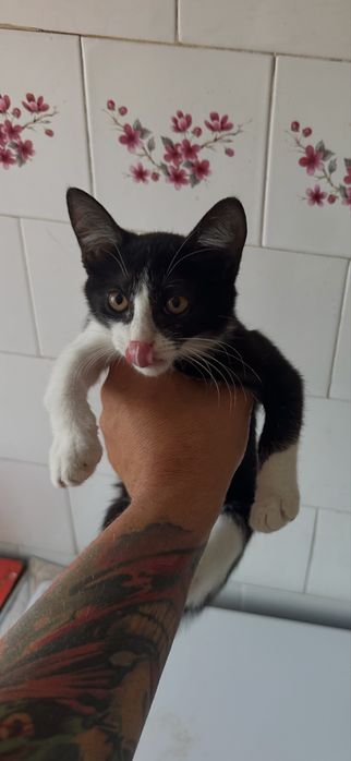 Spre adoptie doua pisici frumoase